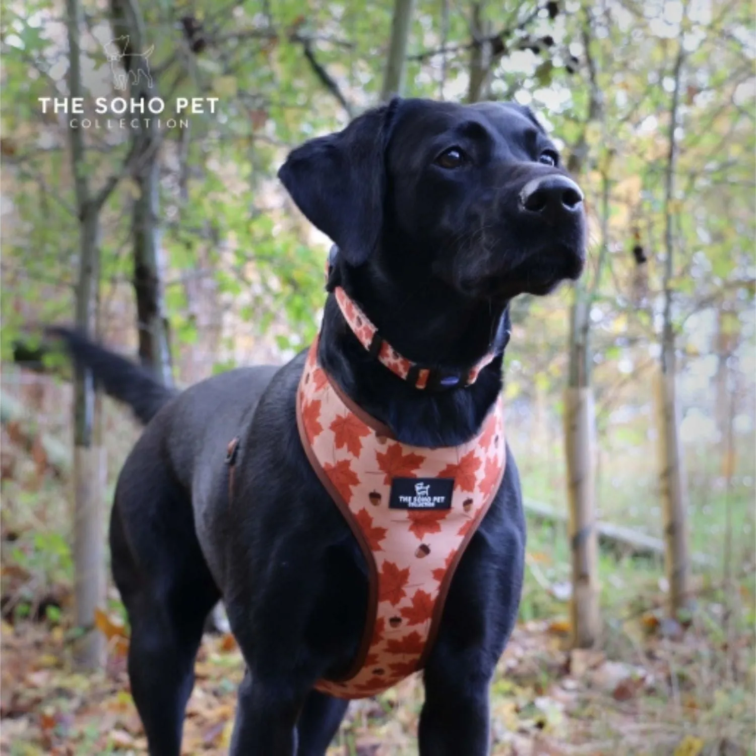 Ancol Soho Maple Leaf Dog Collar - Autumn Dog Collar