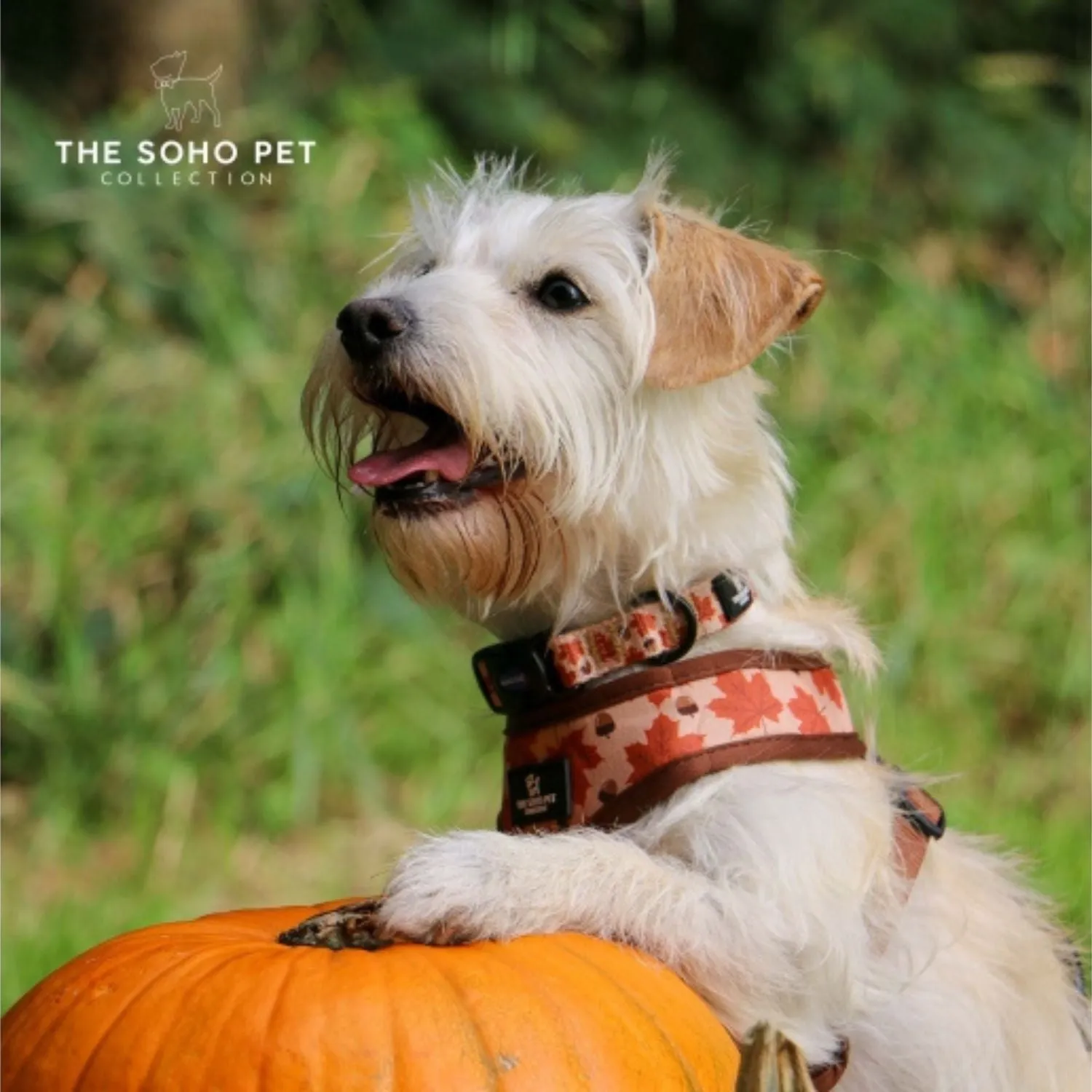 Ancol Soho Maple Leaf Dog Collar - Autumn Dog Collar