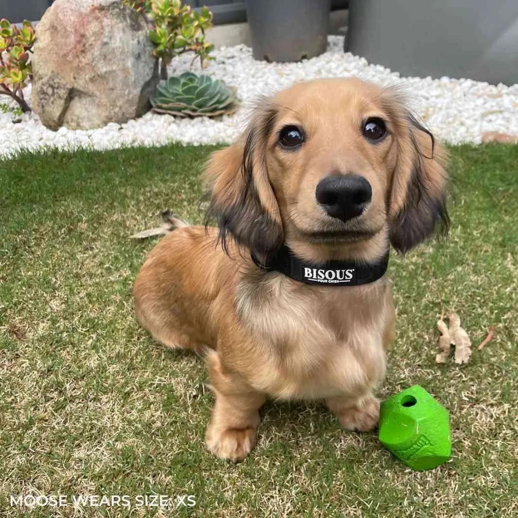 Classic Dog Collar | Black