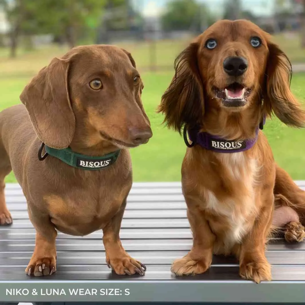 Classic Dog Collar | Green