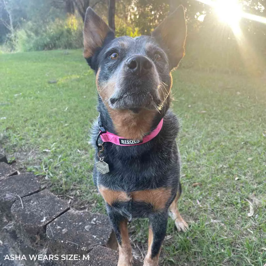 Classic Dog Collar | Pink