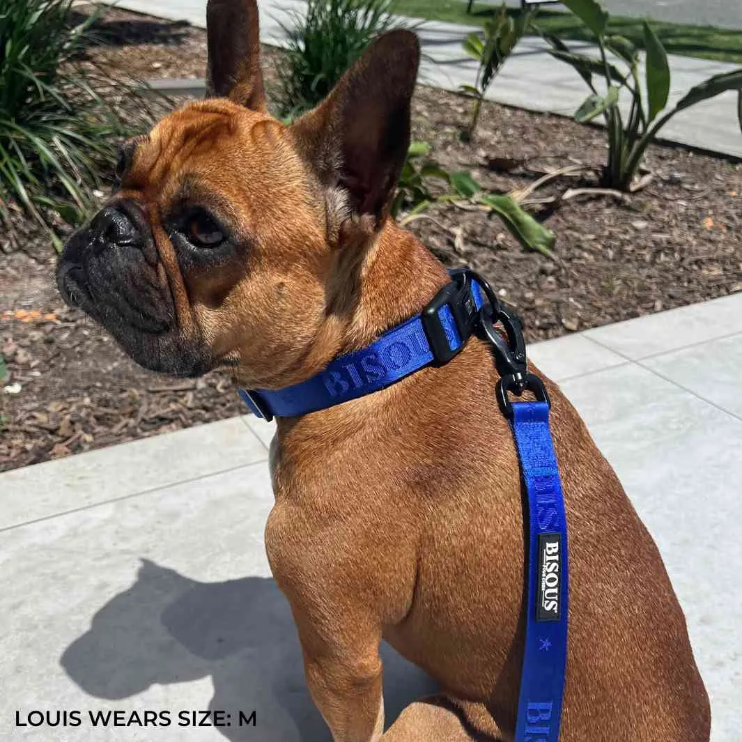 Classic Dog Collar | Royal Blue