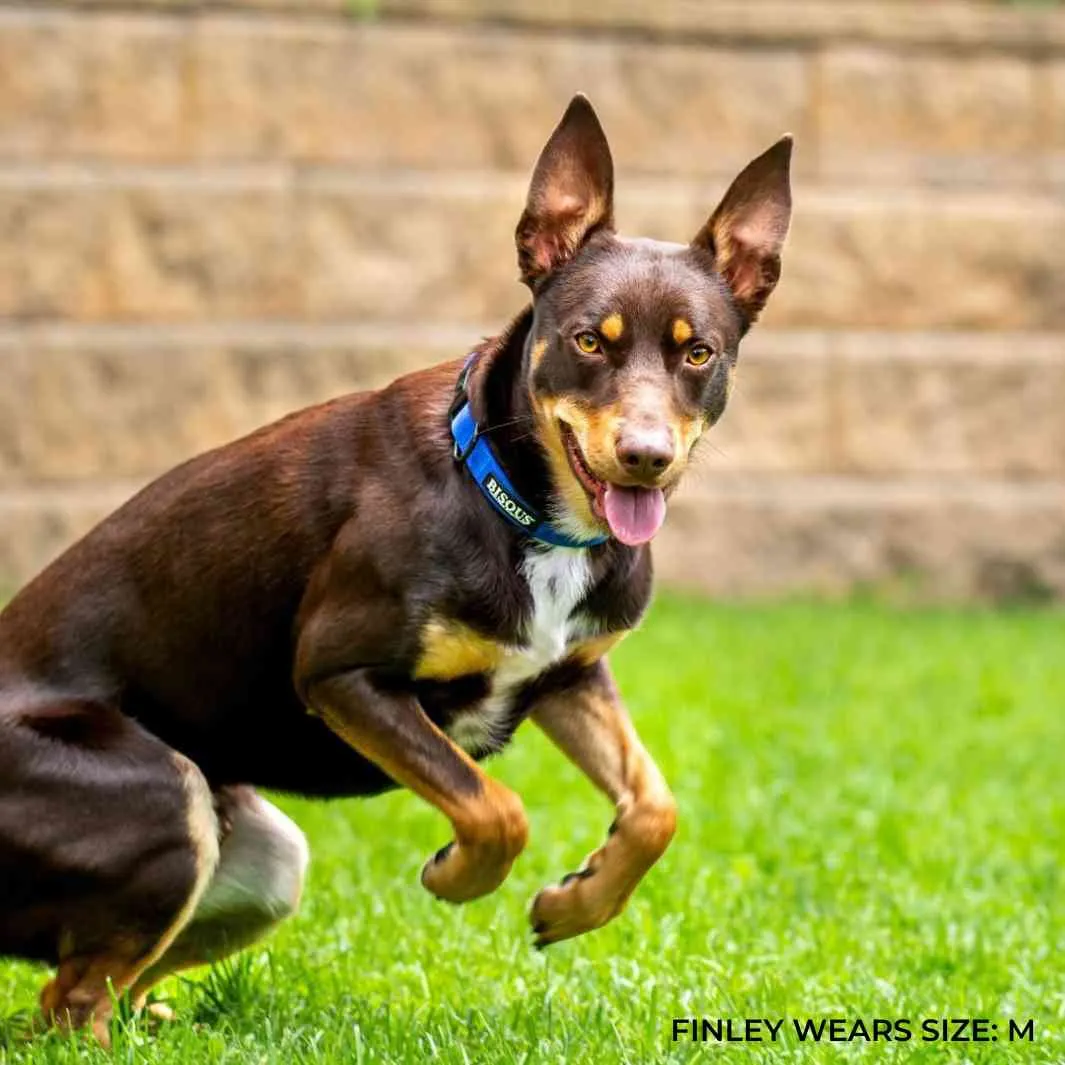 Classic Dog Collar | Royal Blue