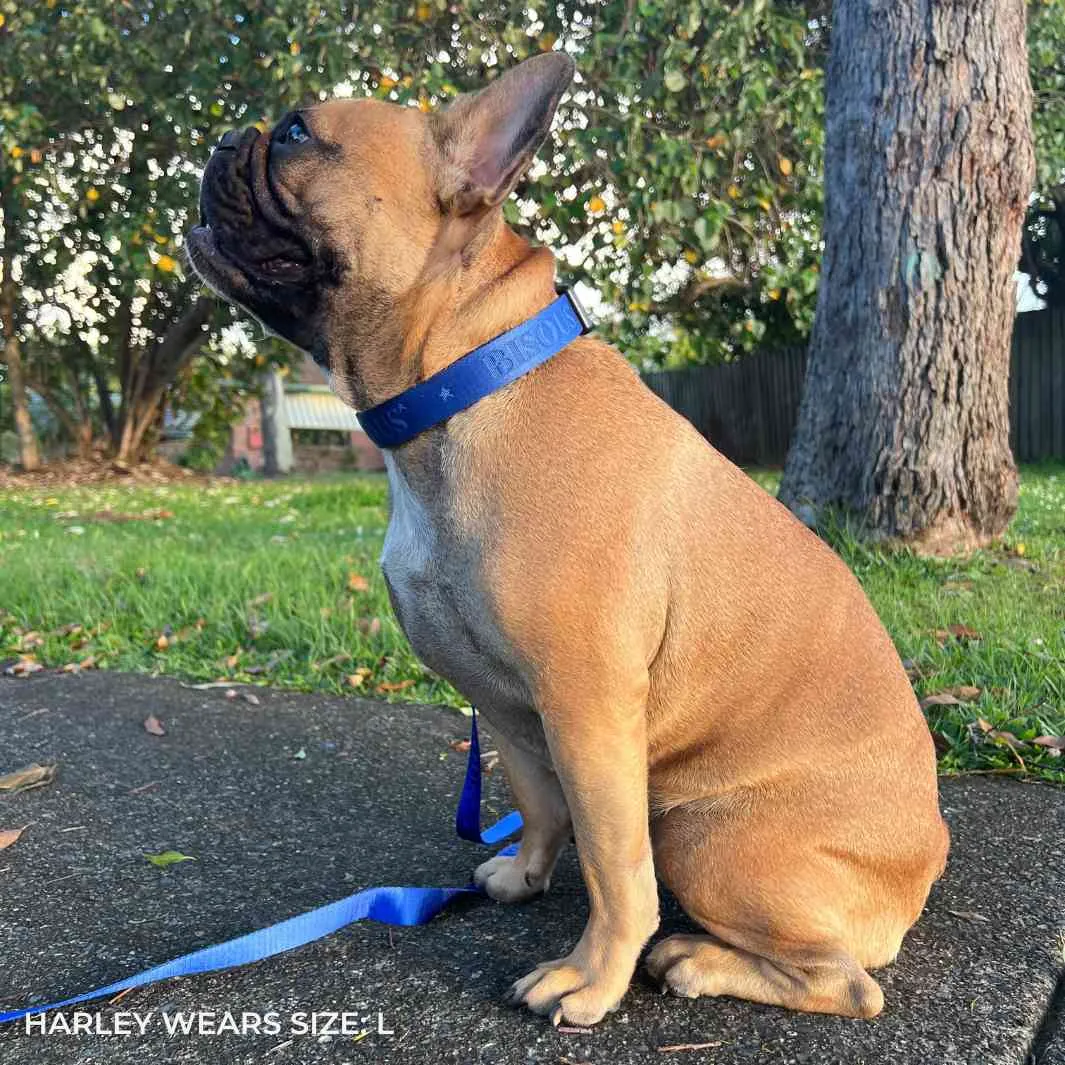 Classic Dog Collar | Royal Blue