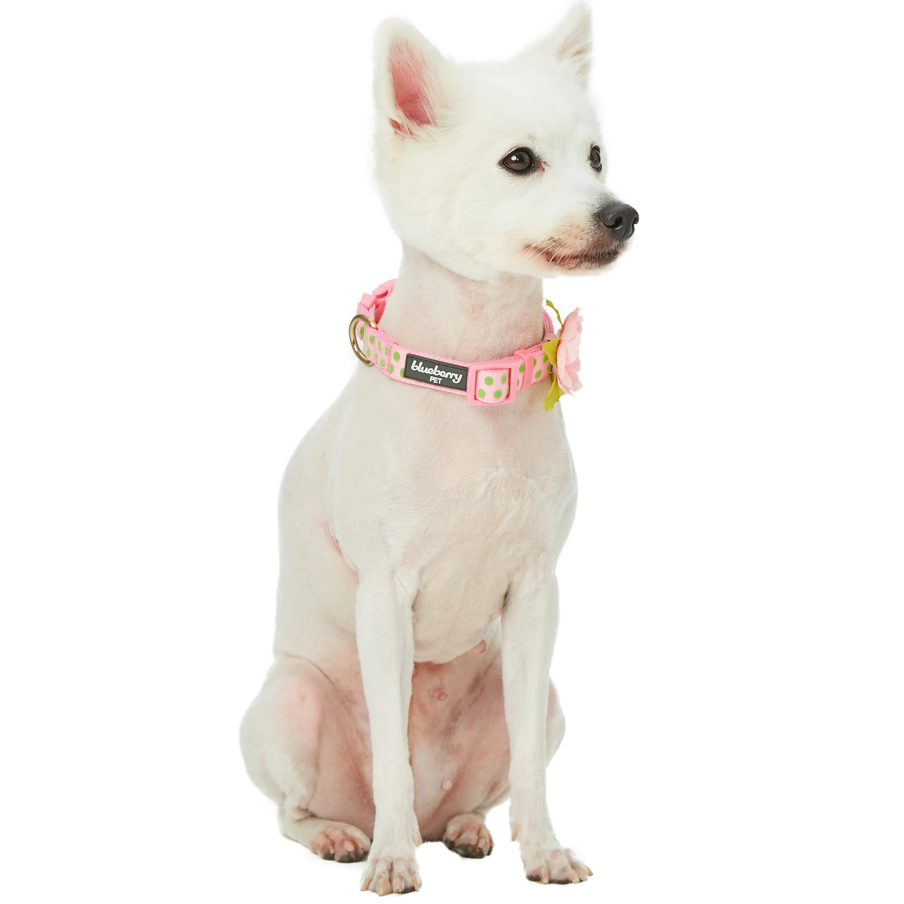 Soft Touch Dotted Velvet Dog Collar